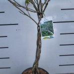 Arónia čerešňolistá (Aronia × prunifolia) ´VIKING´ - výška 90-100 cm, kont. C3L - TOČENÝ KMEŇ